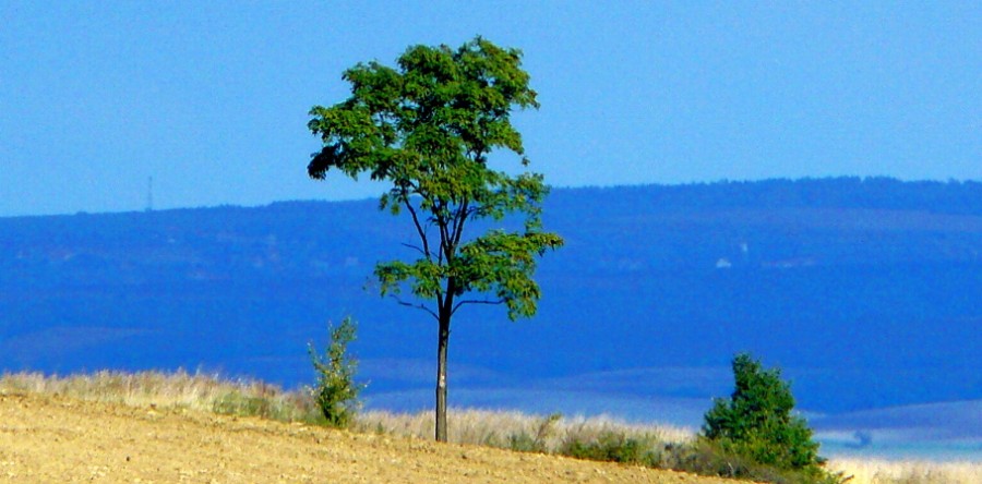 O růstu