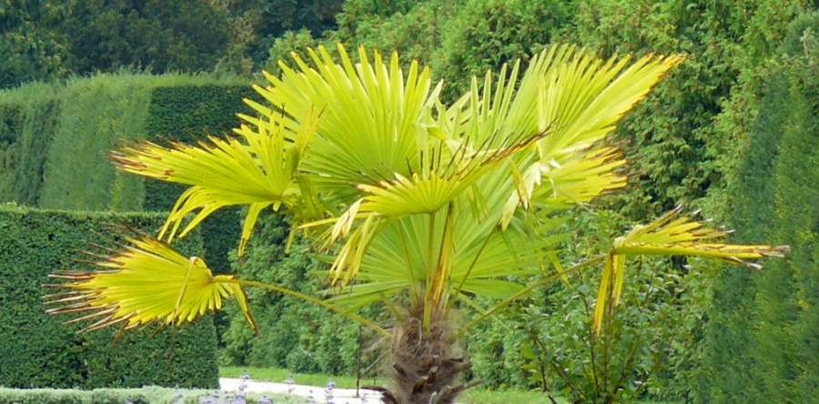 Květná neděle