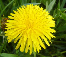 Citáty o vítězství